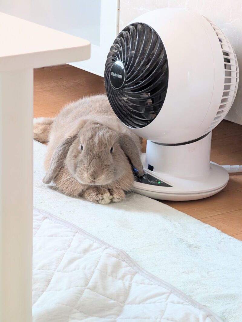 ウサギが暑くてサーキュレーターの風を浴びている様子