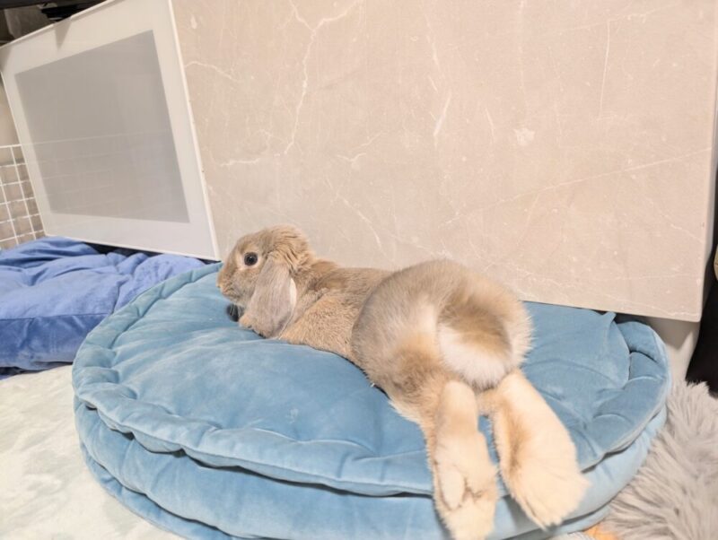 ウサギが足を投げ出してリラックスしている様子